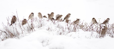 A flock of sparrows sitting on a snow-covered branches of a bush.の写真素材