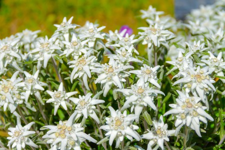 Leontopodium alpinum, flower Edelweiss, symbol of alpsの写真素材