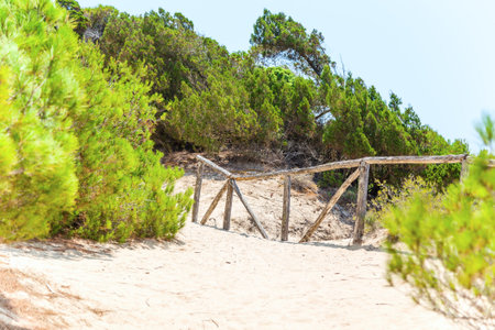 Sandy path with wooden railings in the coniferous forest.の写真素材