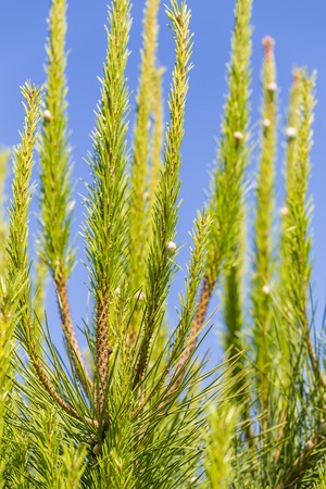 Pine branches with sitting on their snails against the blue sky.の写真素材