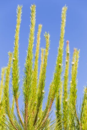 Pine branches with sitting on their snails against the blue sky.の写真素材