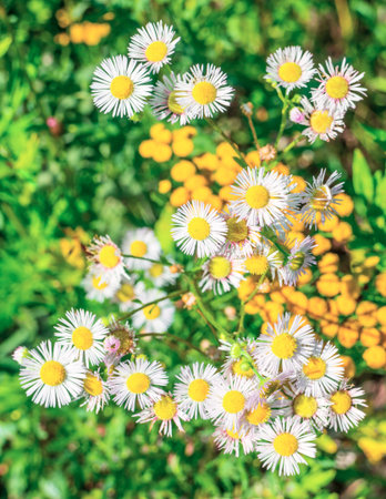 Aster amelloides no background of green grass and yellow flowers