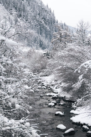 River in the mountains in winter, flowing through the snow-covered bushes in a forest.