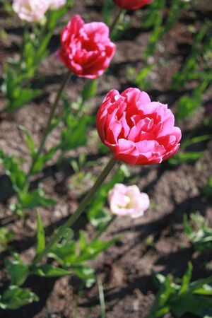 Pink tulips on the flowerbedの写真素材