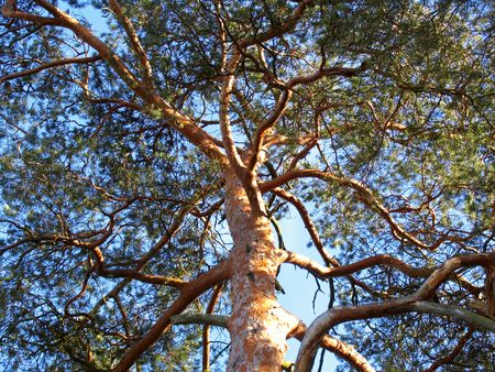 Pine tree against blue sky in sanny day. View from belowの写真素材