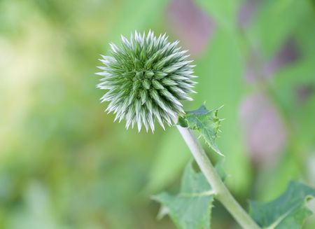 Globe thistle (Echinops) flower close-upの写真素材