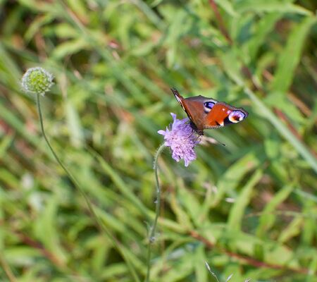 Peacock butterfly sitting on purple flowerの写真素材