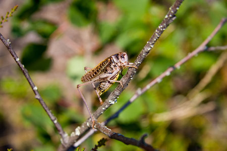 Large grasshopper ( locust ) sitting on a branch in summer forest