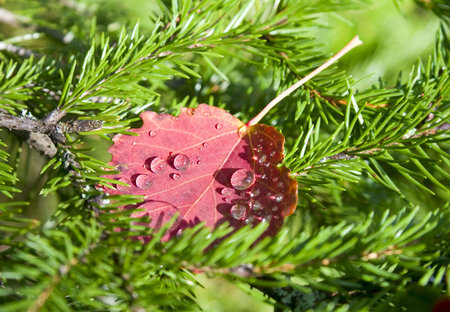 Red autumn leaf with water drops