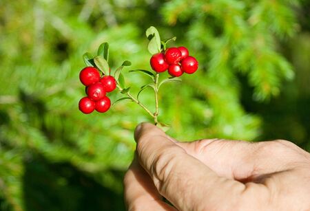 Red ripe cranberry branch in a handの写真素材