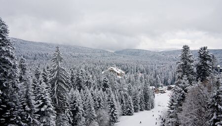 Snow fir and pine trees in the Rila mountain. Ski resort Borovets, Bulgariaの写真素材