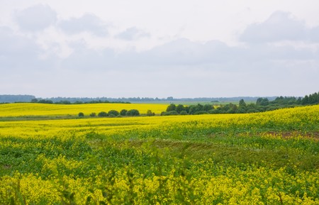 Rural landscape with yellow oilseed rape fieldの写真素材