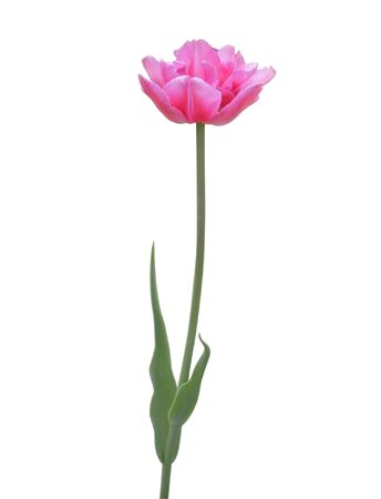 Beautiful pink tulip isolated on whiteの写真素材