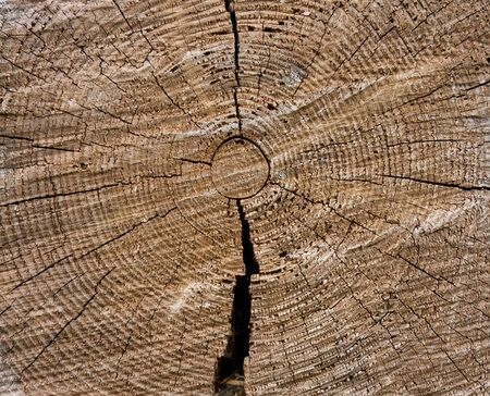 Old dirty pine tree texture. Cross sectionの写真素材