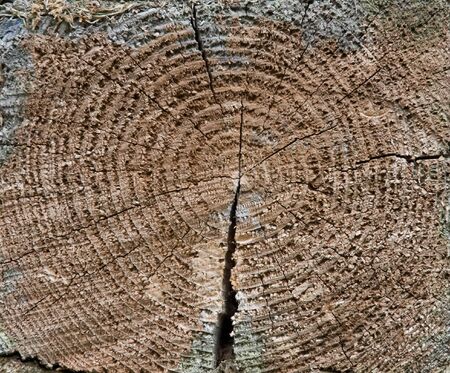 Old dirty pine tree texture. Cross sectionの写真素材