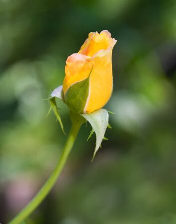 Bud of Yellow rose in summer gardenの写真素材