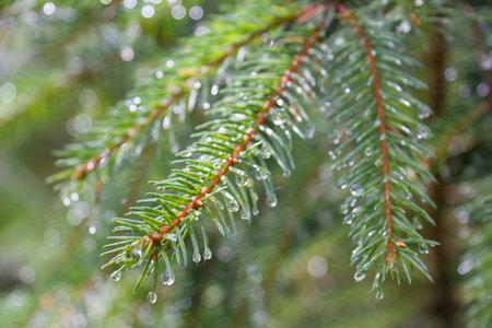 Fir tree branch with rain water drops