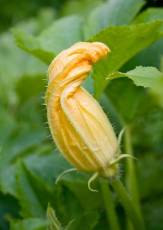 Marrow / zucchini floewr growing in summer gardenの写真素材