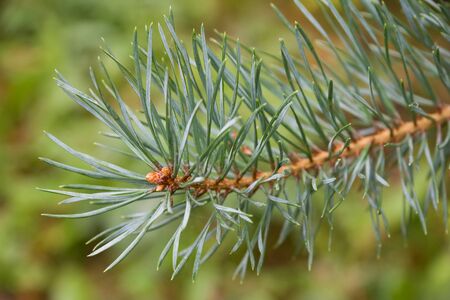 Close up of Pine tree branch in sunny dayの写真素材