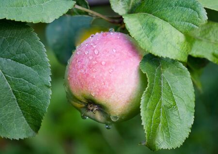 Ripe red apple with water drops on a branch in autumn orchardの写真素材