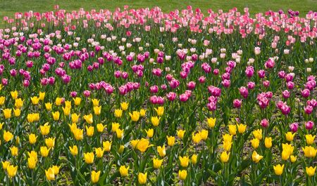 Flowerbed of yellow, pink and purple tulipsの写真素材