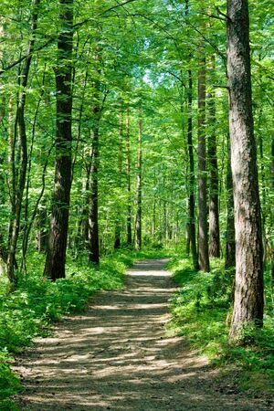 Path through summer forest in sunny dayの写真素材