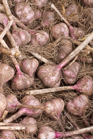Freshly piked unpeeled garlic in the basketの写真素材