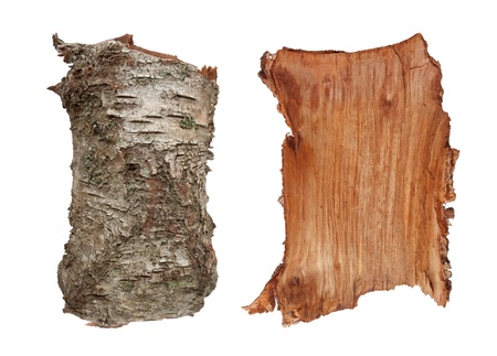 Old birch tree bark texture, very detailed, inner and outer side. Isolated on whiteの写真素材