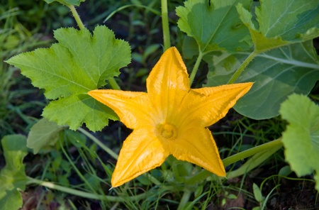 Marrow / zucchini flower growing in summer gardenの写真素材