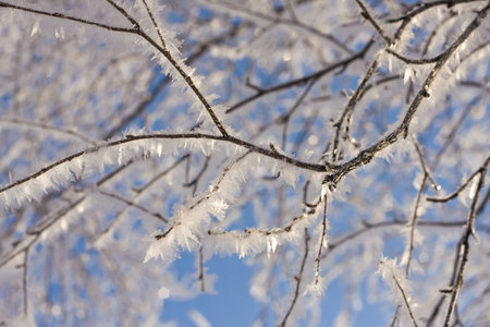 Frozen birch tree branch with crystals of ice against blue sky