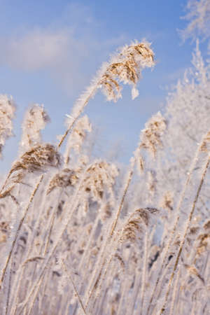 Frozen reed against blue sky in sunny winter dayの写真素材