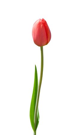 Beautiful red tulip isolated on white の写真素材
