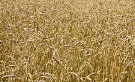 Ripe yellow wheat field background の写真素材