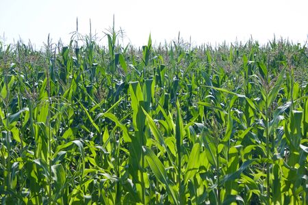 Field of young growing corn in backlightingの写真素材