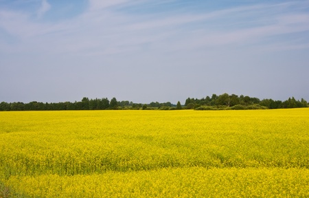 Rural landscape with yellow oilseed rape fieldの写真素材