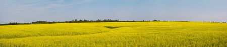 Rural landscape with yellow oilseed rape field. Panoramic viewの写真素材