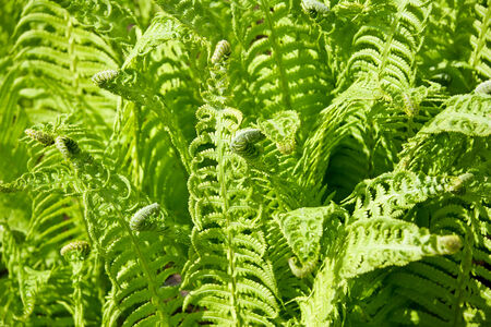 Fern leaves background with spiral budsの写真素材