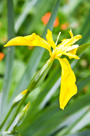 Tender yellow Iris. Close up