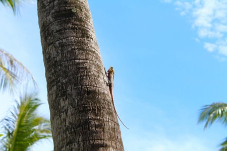 Small lizard climbing on a palm treeの写真素材