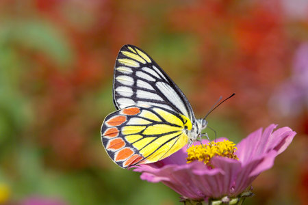 Beautiful butterfly rests on a pink flowerの写真素材