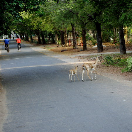 Mother and baby deer crossing the roadの写真素材