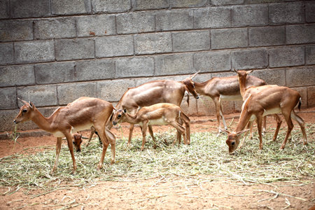 Herd of fallow deersの写真素材