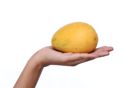 Hand holding mango fruit on white backgroundの写真素材