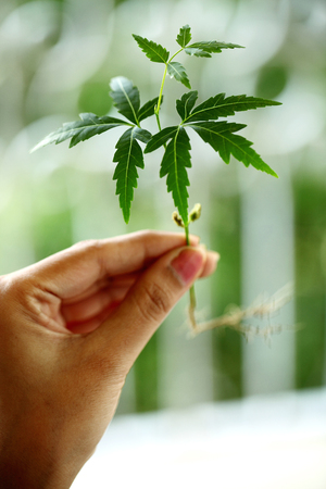 Small plant in the hand against green backgroundの写真素材
