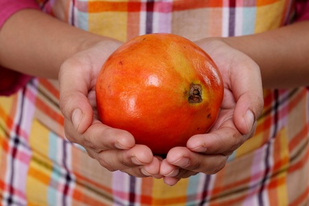 Closeup of hands holding pomegrante fruitの写真素材