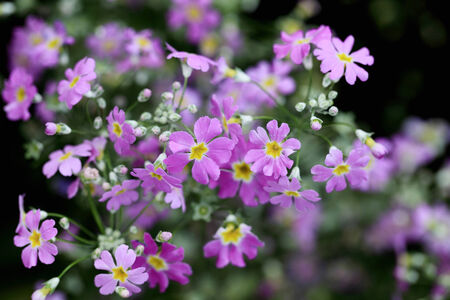 Small violet tiny flowers in a gardenの写真素材