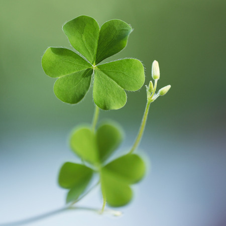 Three leaf clovers の写真素材