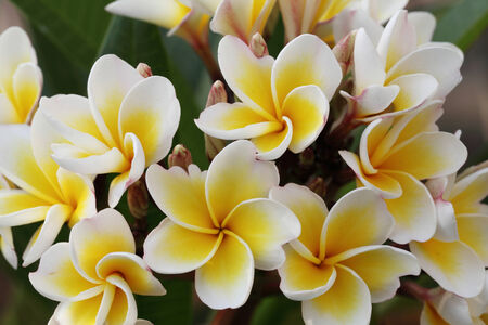 Bunch of beautiful white frangipani flowersの写真素材