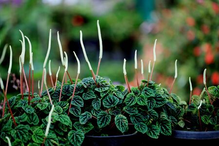 Green leavesの写真素材