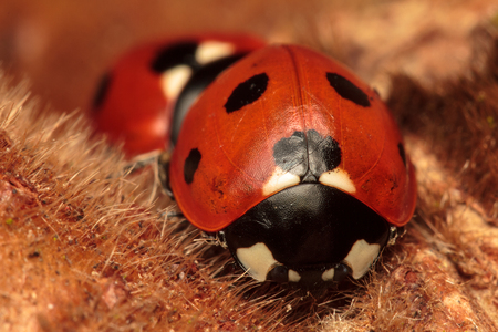 7-Spot Ladybird, Ladybug, Coccinella septempunctataの写真素材